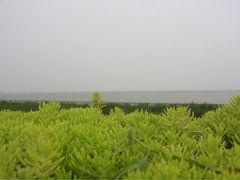 滨湖湿地公园-合肥滨湖国家森林公园