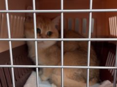 -伟伟宠物医院·瑞派猫友好医院·猫科(光谷店)