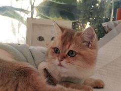 -纳吉亚猫专科动物医院·北北分院