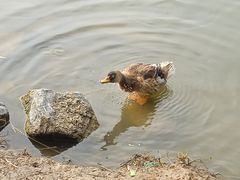 -朝阳公园