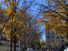 -三里屯东五街银杏大道