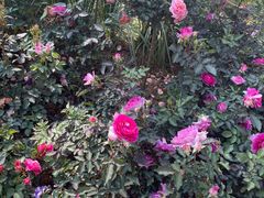 -人民公园(罗湖区)