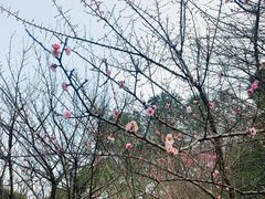 -金鸡湖桃花岛