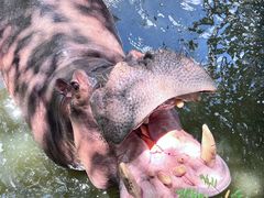 -海南热带野生动植物园