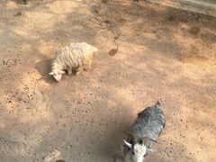 -深圳野生动物园