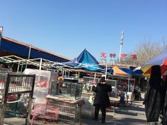 -中环花鸟鱼虫市场