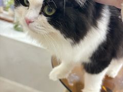 -共舞时光猫咖·狗咖(新街口店)