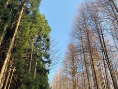 -山王坪喀斯特国家生态公园