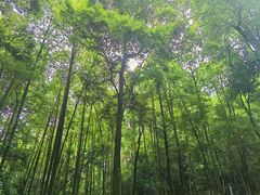 -凤栖山