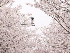 -高东镇樱花园