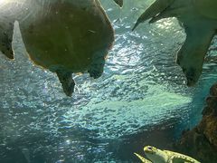 -上海海洋水族馆