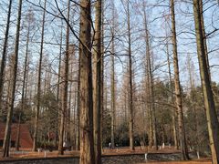 -东平国家森林公园