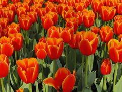 -玄武湖景区-情侣园游乐场