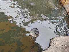 -华夏文旅海洋公园