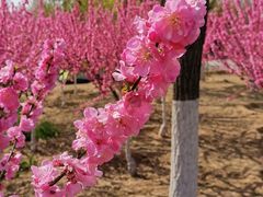 -永定河休闲森林公园