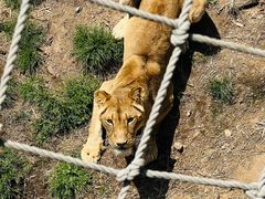 -西霞口神雕山野生动物世界