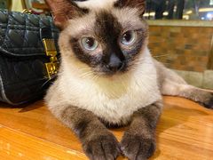 -more than meow吴止猫主题餐厅(承德 中船汇店)