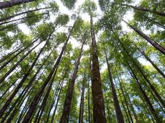 -山王坪喀斯特国家生态公园