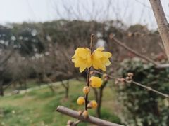 -无锡梅园公园