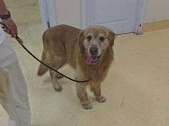 -瑞派宠物医院·24小时骨科·心脏·核磁(哈尔滨南岗店)