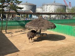 -西霞口神雕山野生动物世界
