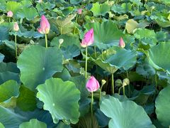 -荷塘月色湿地公园·向阳花洲