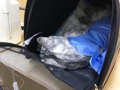 -美联众合动物医院·24h京西诊疗中心