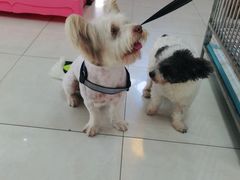 -翊宠yipet猫狗购宠庄园犬舍•猫舍