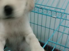 -翊宠yipet猫狗购宠庄园犬舍•猫舍