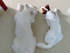 -乐派堂宠物医院·猫友好· 心脏科(东街店)