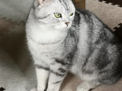 -猫猫幼稚园·撸猫·桌游·电玩