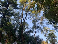 -深圳仙湖植物园