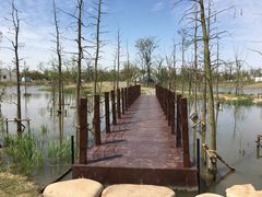 -上海长兴岛郊野公园