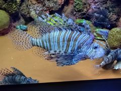 -上海海洋水族馆