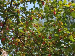 -大兴滨河森林公园