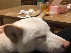 -柴务处·柴犬主题狗咖