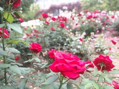 -北京国家会计学院