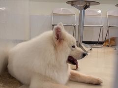 -共舞时光猫咖·狗咖(新街口店)