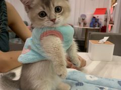 -袖虎·猫馆(体育西路店)