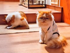 -有猫主题·治愈系猫咖(曾厝垵店)