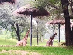 -北京野生动物园