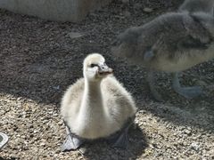 -青藏高原野生动物园