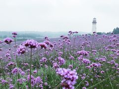 -紫颐香薰山谷景区