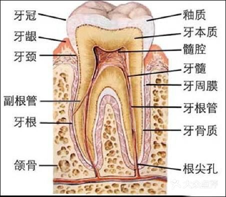 牙齿正常会不会动？
