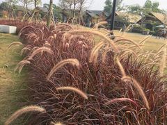 -美的鹭湖森林度假区