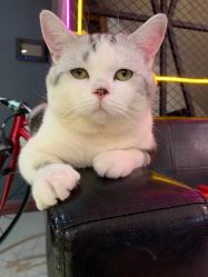 -众刺纹画·纹身·穿孔饰品·海娜定制