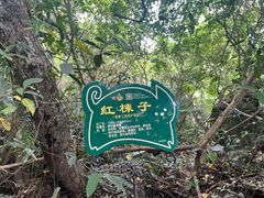-呀诺达热带雨林