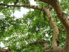 -羚羊峡古栈道森林公园