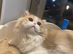 -猫大福·Fortune Cat猫舍(百子湾店)
