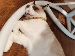 -绒爪撸猫下午茶·猫咖